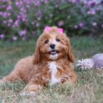 Mira, a female Cavapoo for sale in Dalton, OH – Photo 8 of 9