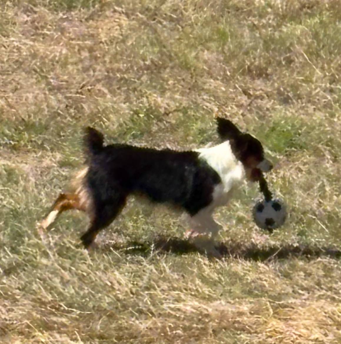 Joey, a male Toy Australian Shepherd for sale in Lakeland, FL – Photo 10 of 10