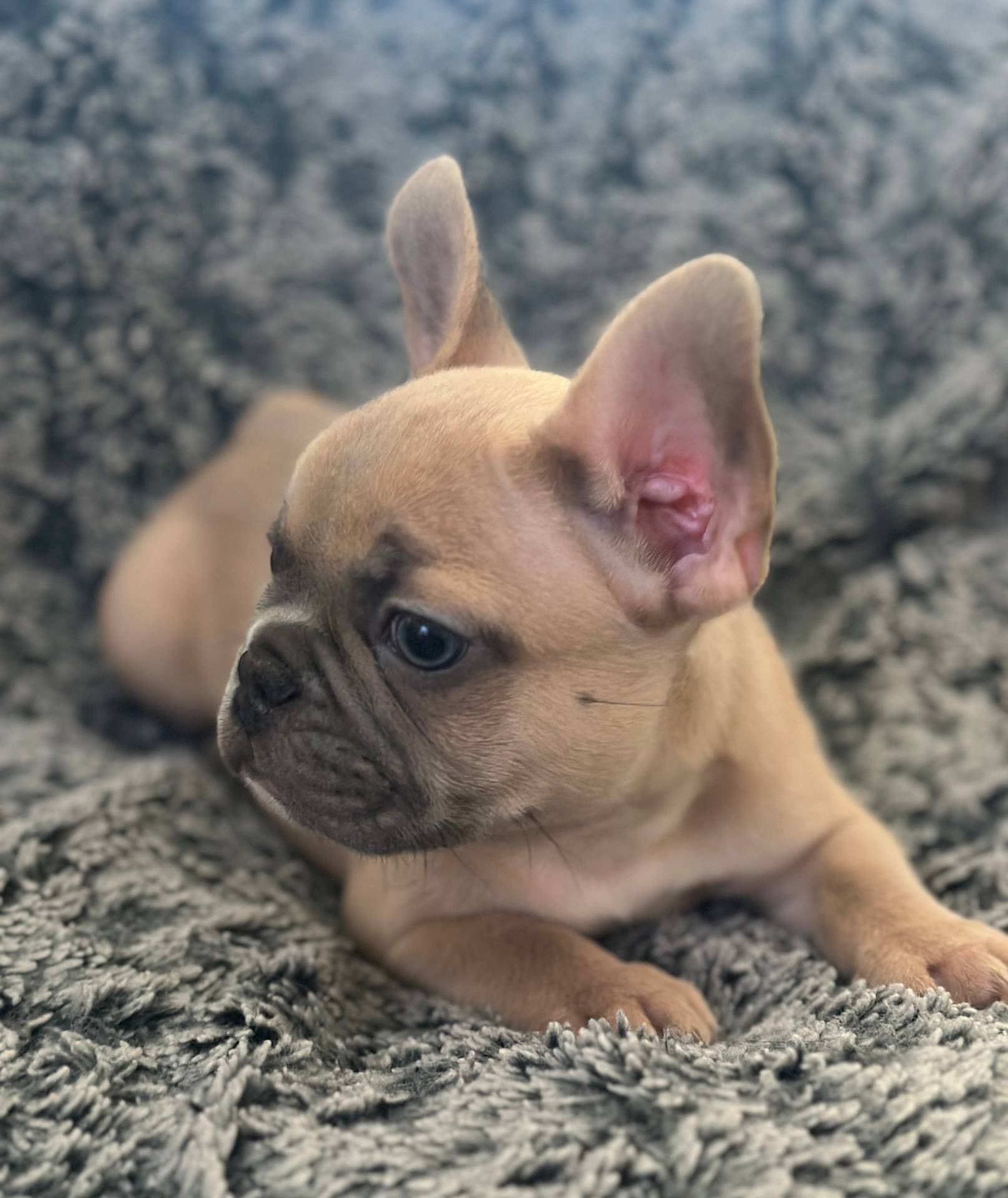 Dutton, a male French Bulldog for sale in Riverside, CA – 9 of 10