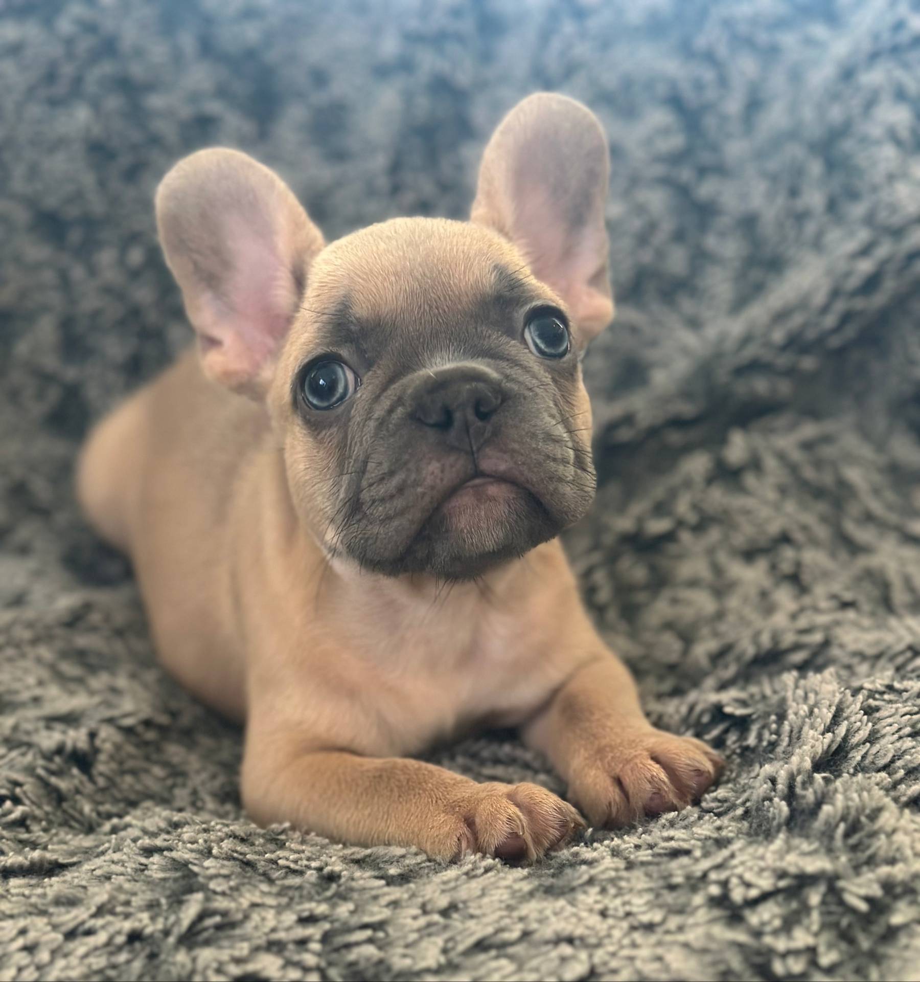 Dutton, a male French Bulldog for sale in Riverside, CA – 10 of 10
