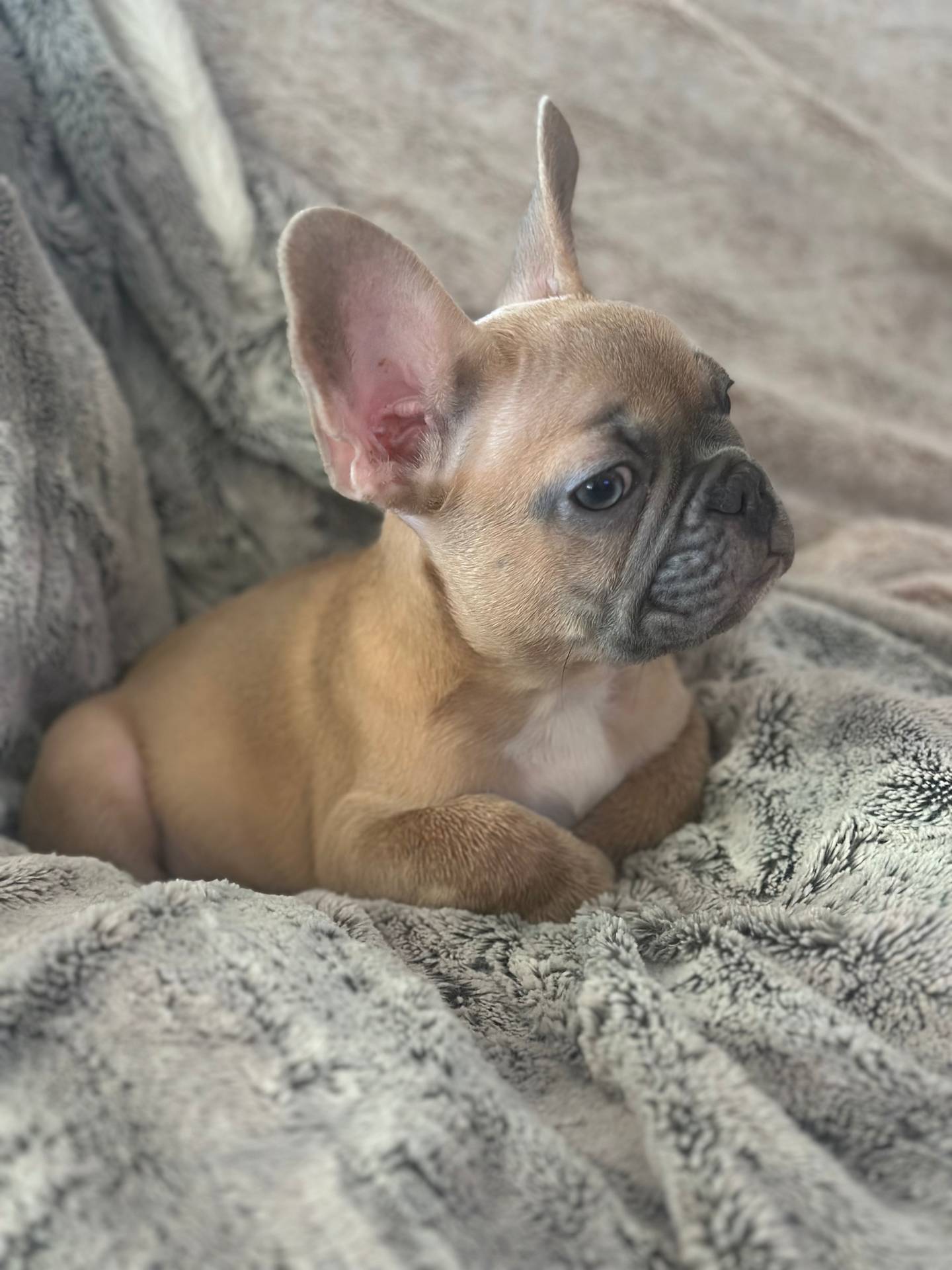 Dutton, a male French Bulldog for sale in Riverside, CA – 3 of 10