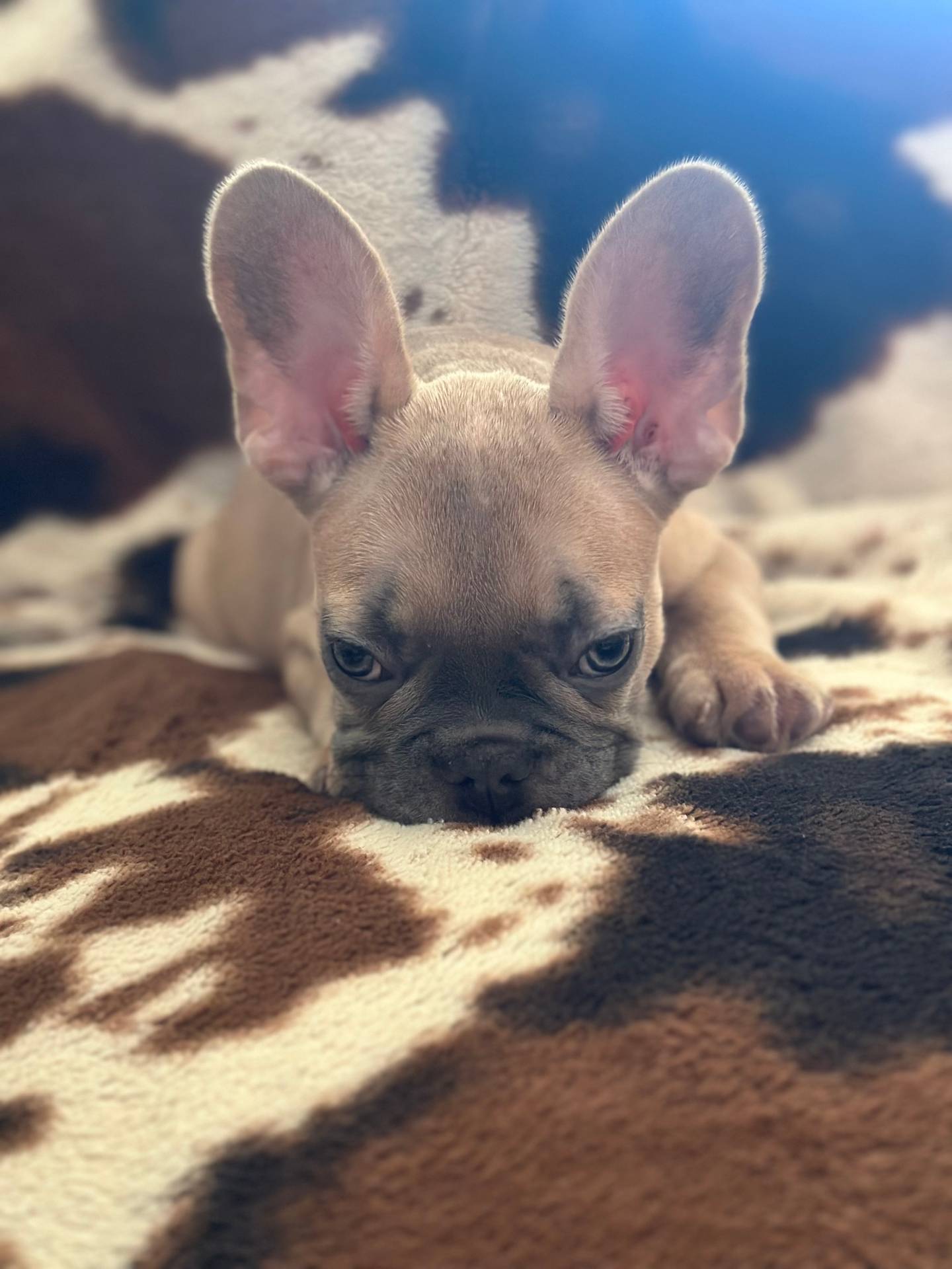 Dutton, a male French Bulldog for sale in Riverside, CA – 5 of 10