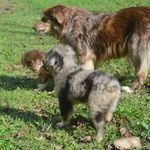 Polly, a female Miniature Australian Shepherd for sale in Waukon, IA – Photo 4 of 8