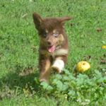 Polly, a female Miniature Australian Shepherd for sale in Waukon, IA – Photo 2 of 8