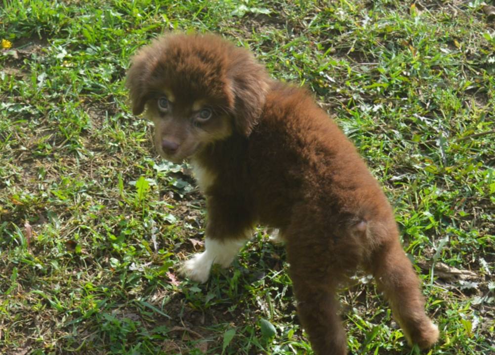 Polly, a female Miniature Australian Shepherd for sale in Waukon, IA – Photo 5 of 8