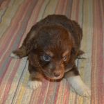 Polly, a female Miniature Australian Shepherd for sale in Waukon, IA – Photo 8 of 8
