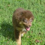 Polly, a female Miniature Australian Shepherd for sale in Waukon, IA – Photo 3 of 8