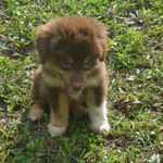 Polly, a female Miniature Australian Shepherd for sale in Waukon, IA – Photo 7 of 8