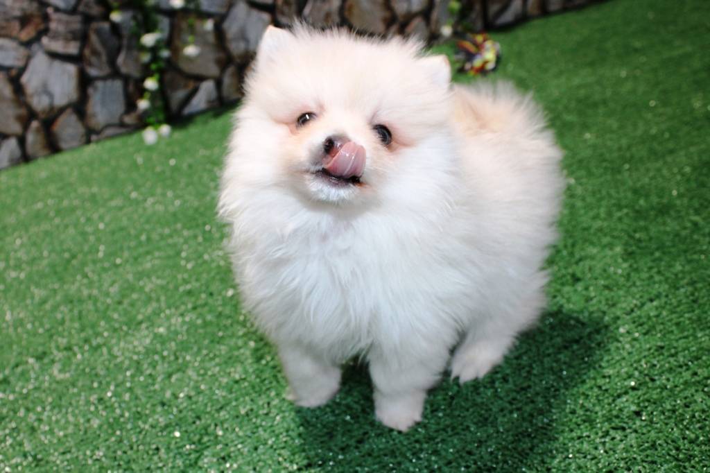 AKC Marik - Cream Pom boy 4 lb