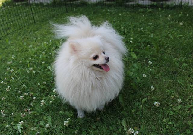 AKC Gulya Girl - 6 lbs, a female Pomeranian for sale in Colville, WA – Photo 8 of 9