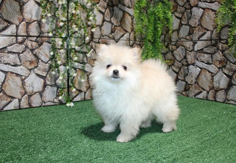 AKC Serg Orange Pom 6.5 lbs