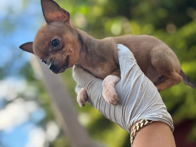 Tiny Fawn  T-Cup SIZE