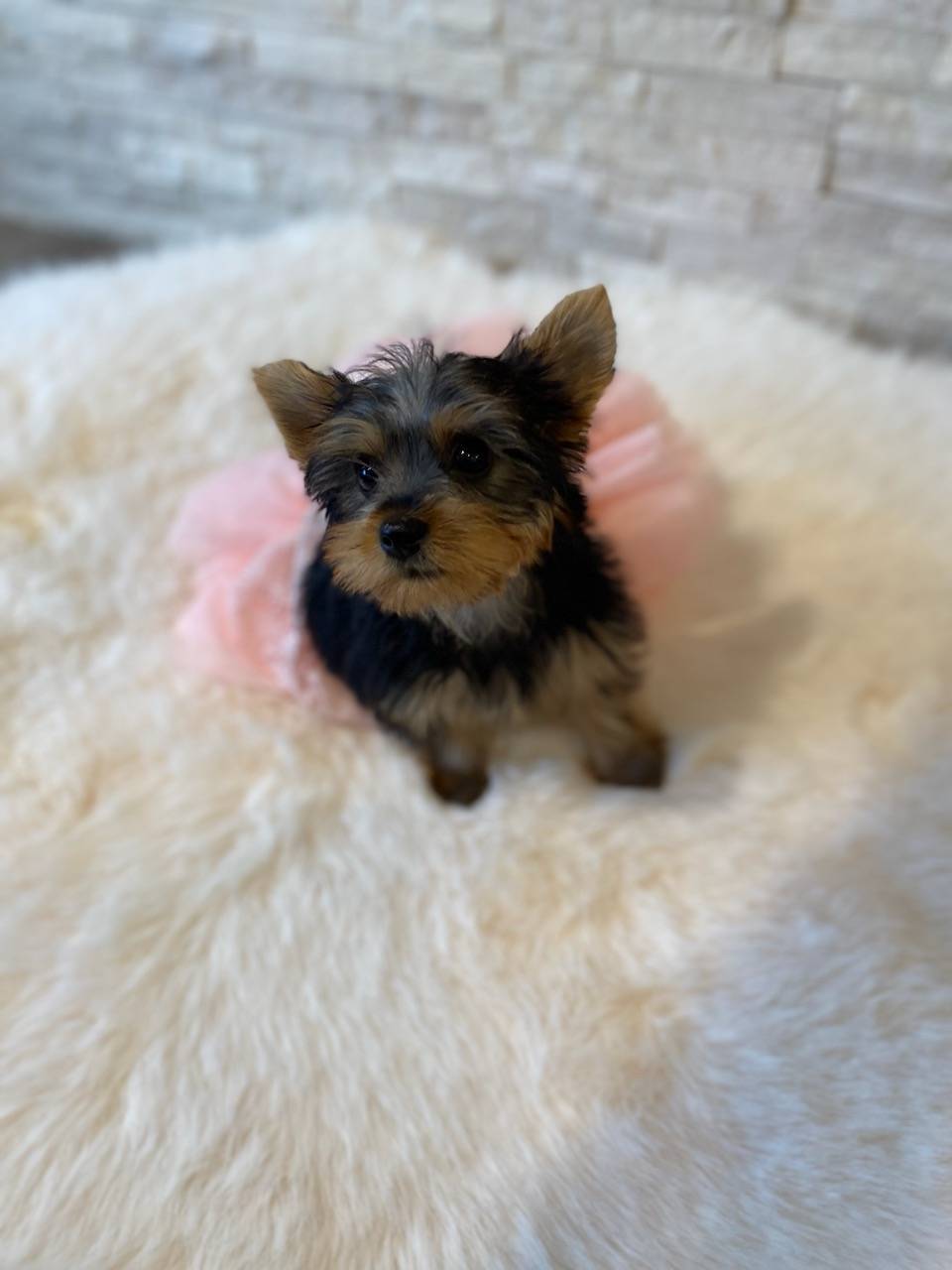 Full AKC Luna Microchip, a female Yorkshire Terrier for sale in Schaumburg, IL – Photo 4 of 10