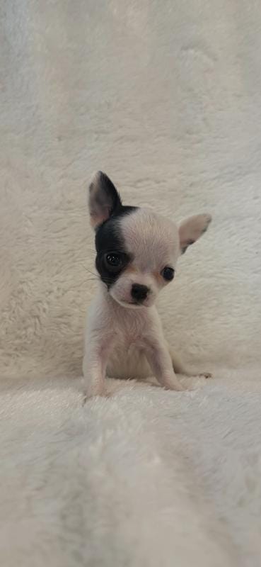 SOLD Tiny, tiny applehead