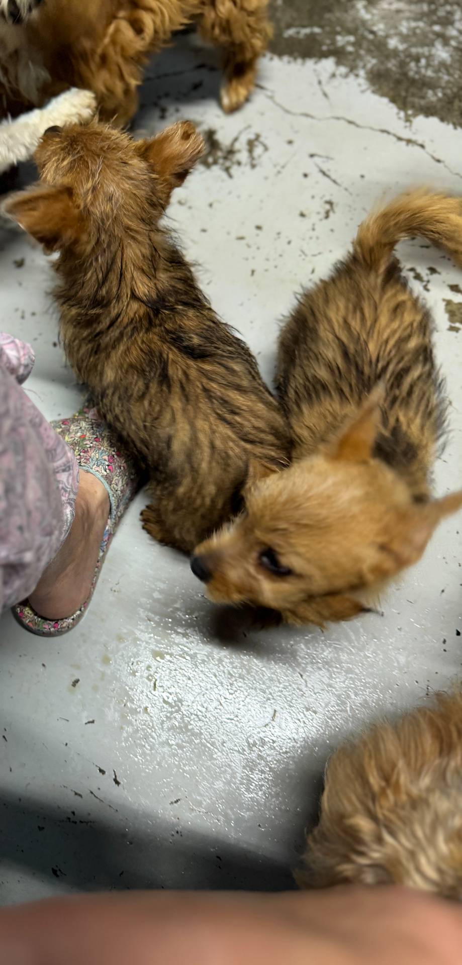 Jeff, a male Norwich Terrier for sale in Blountville, TN – Photo 6 of 6