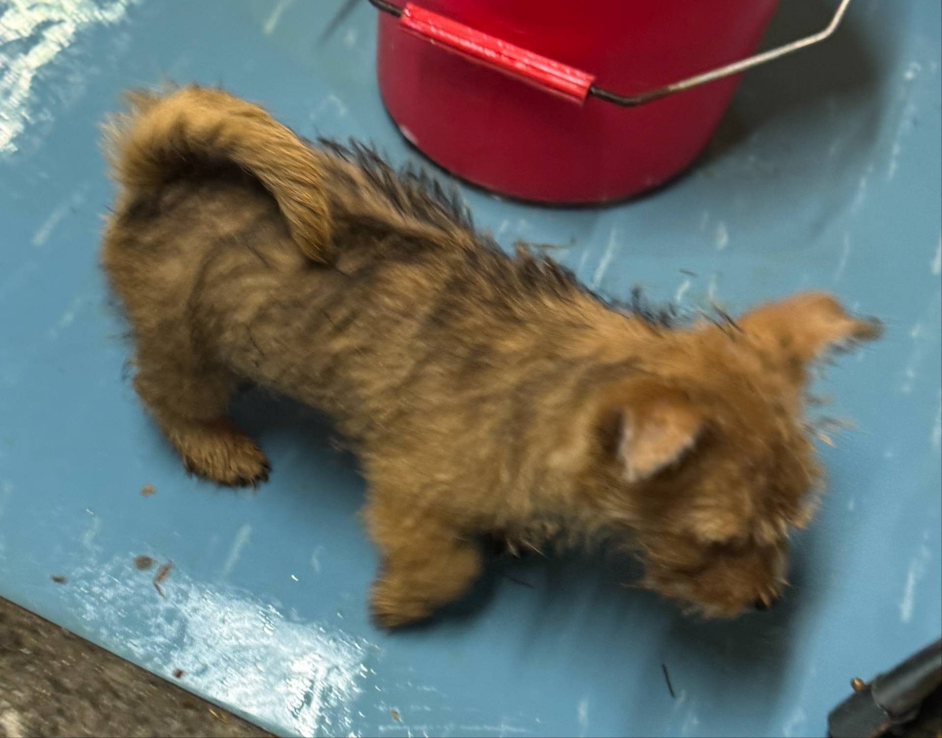 Mutter, a male Norwich Terrier for sale in Blountville, TN – Photo 4 of 7