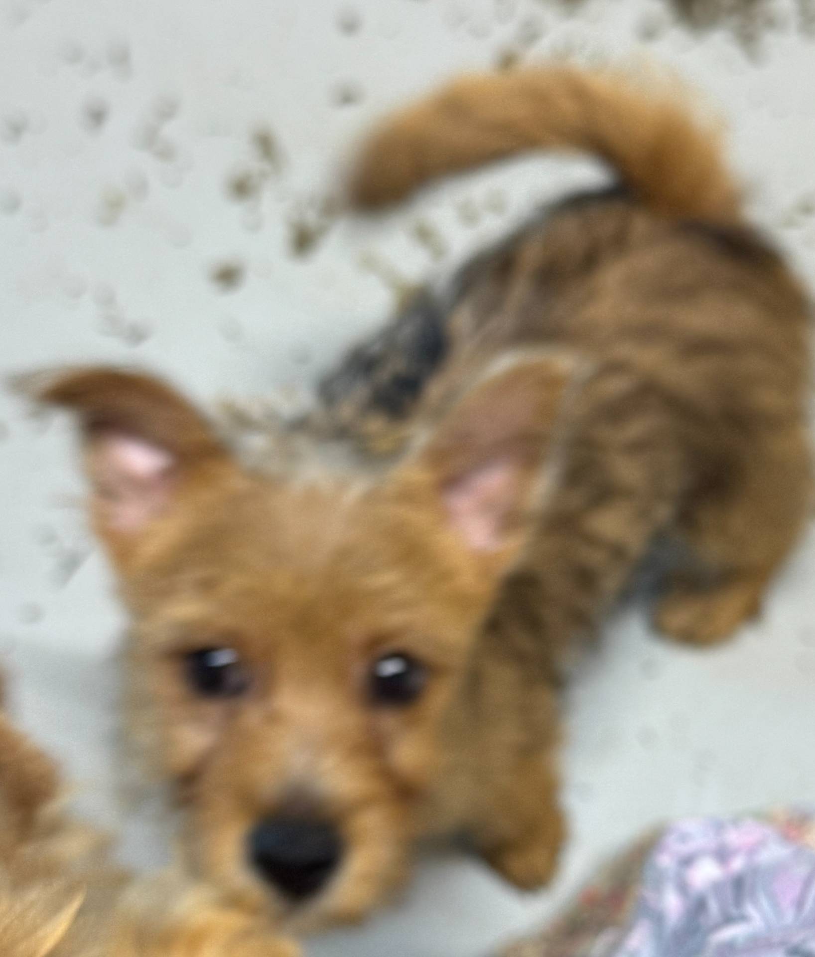 Mutter, a male Norwich Terrier for sale in Blountville, TN – Photo 2 of 7