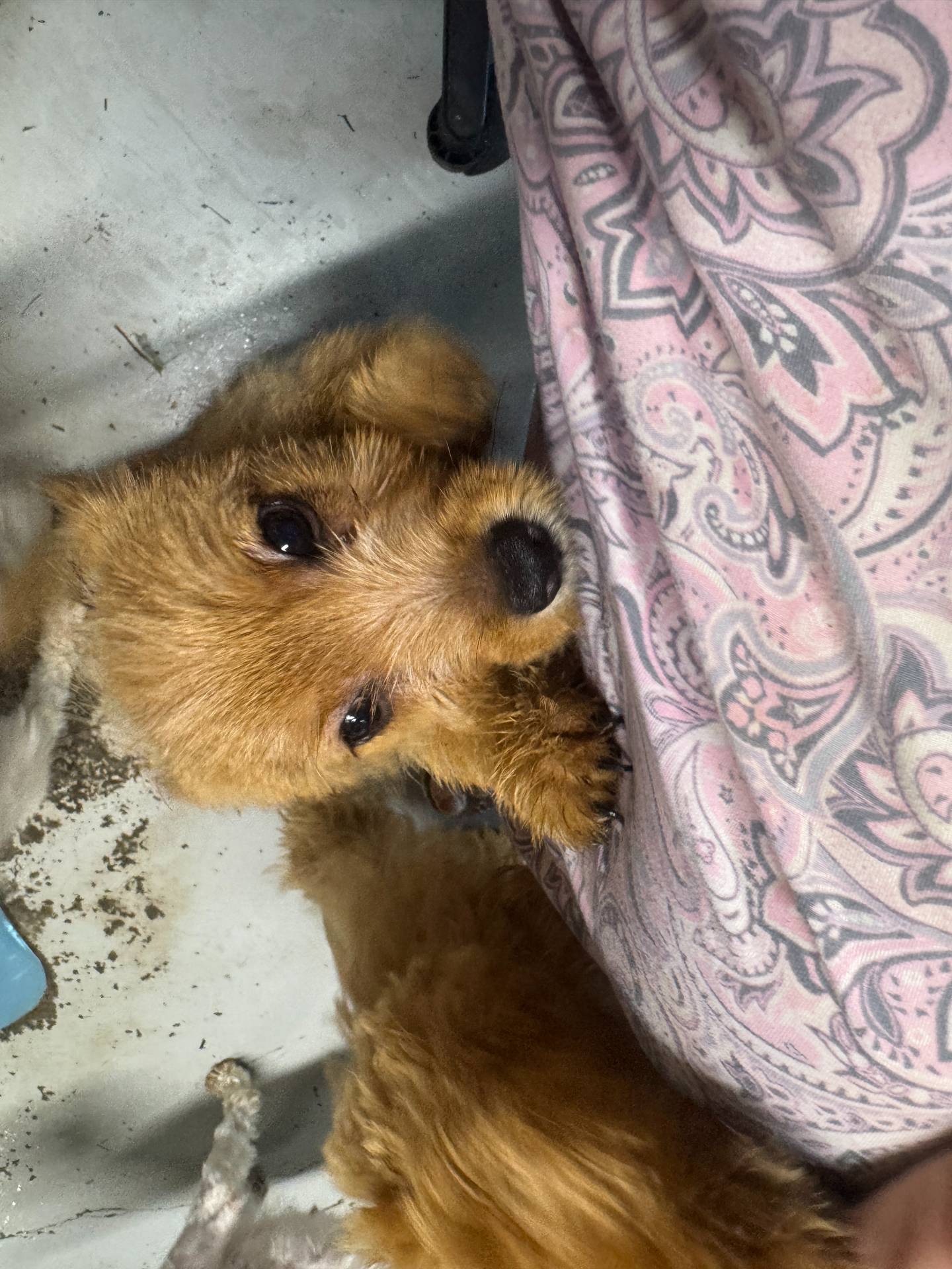 Mutter, a male Norwich Terrier for sale in Blountville, TN – Photo 7 of 7