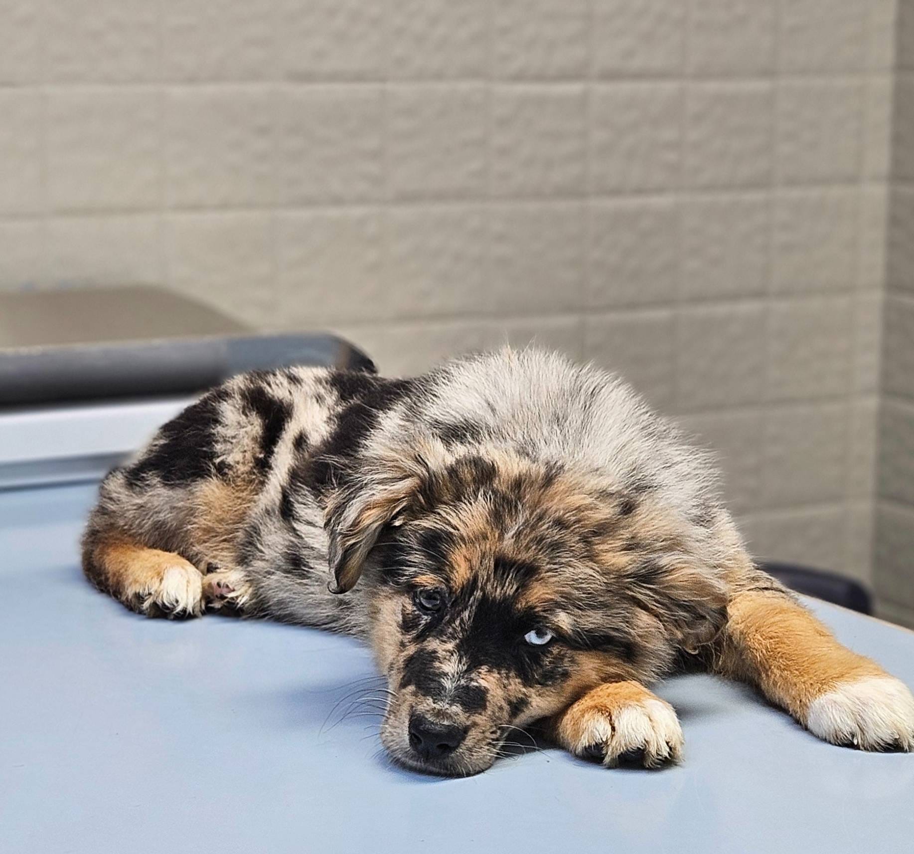 Radar, a male Australian Shepherd and German Shepherd Dog for sale in West Plains, MO – Photo 2 of 3