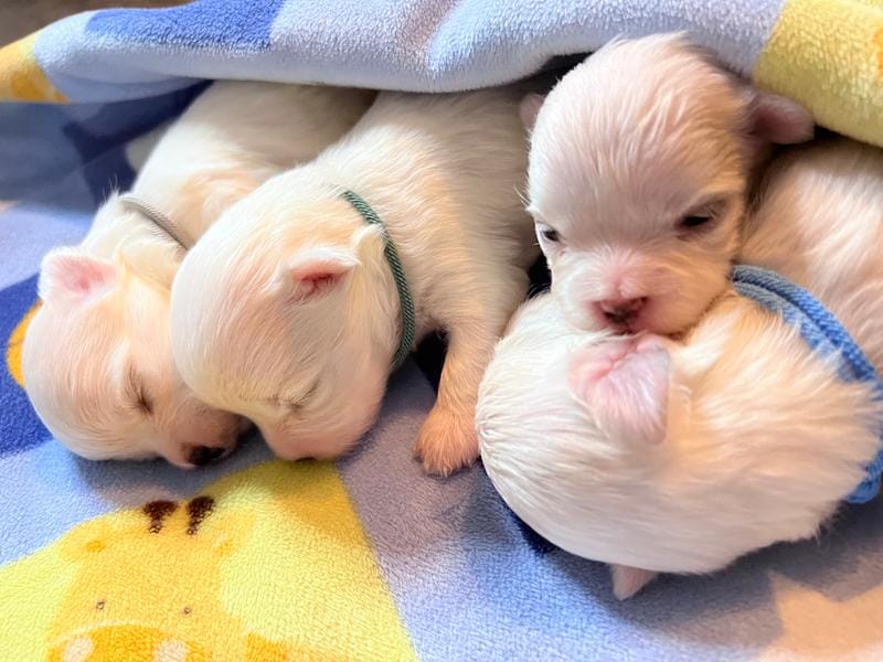 Female Maltese Puppy