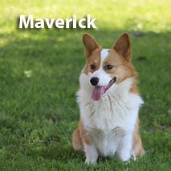 Maverick
