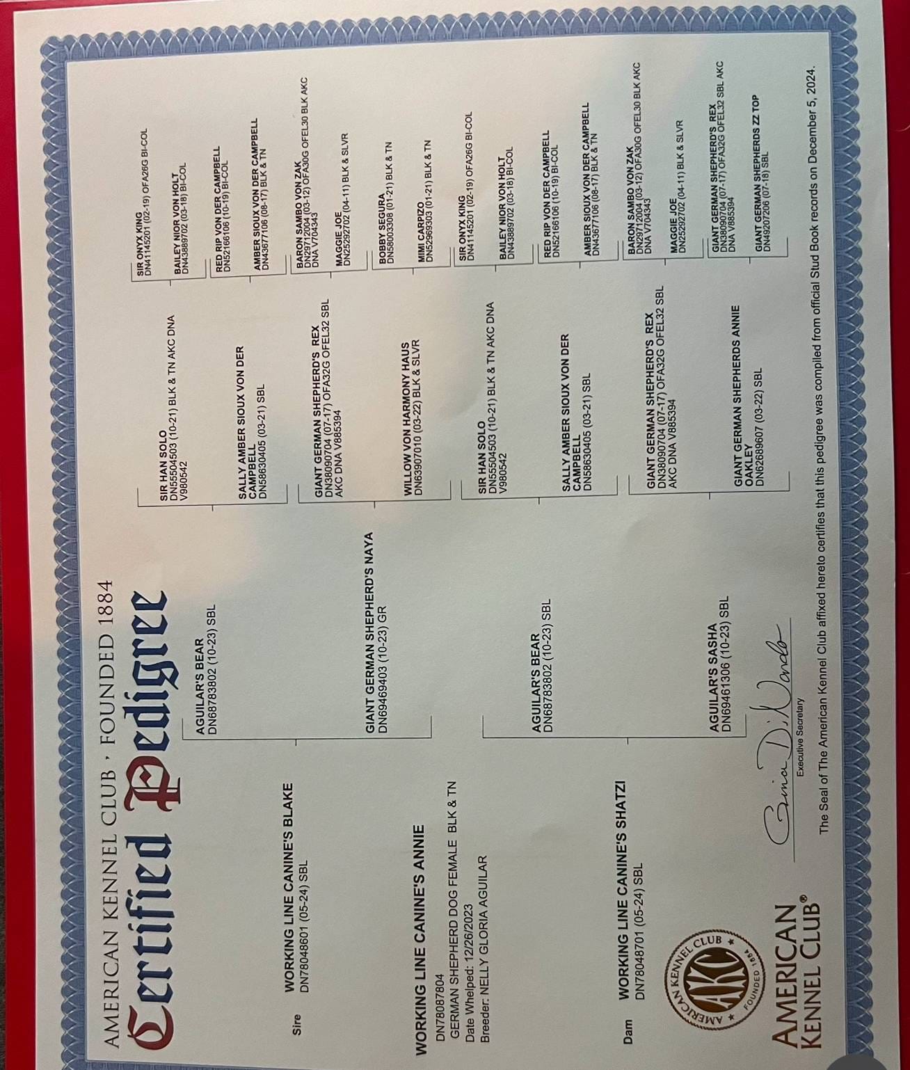 Lilli AKC Registered, a female German Shepherd Dog for sale in Streetman, TX – Photo 10 of 10