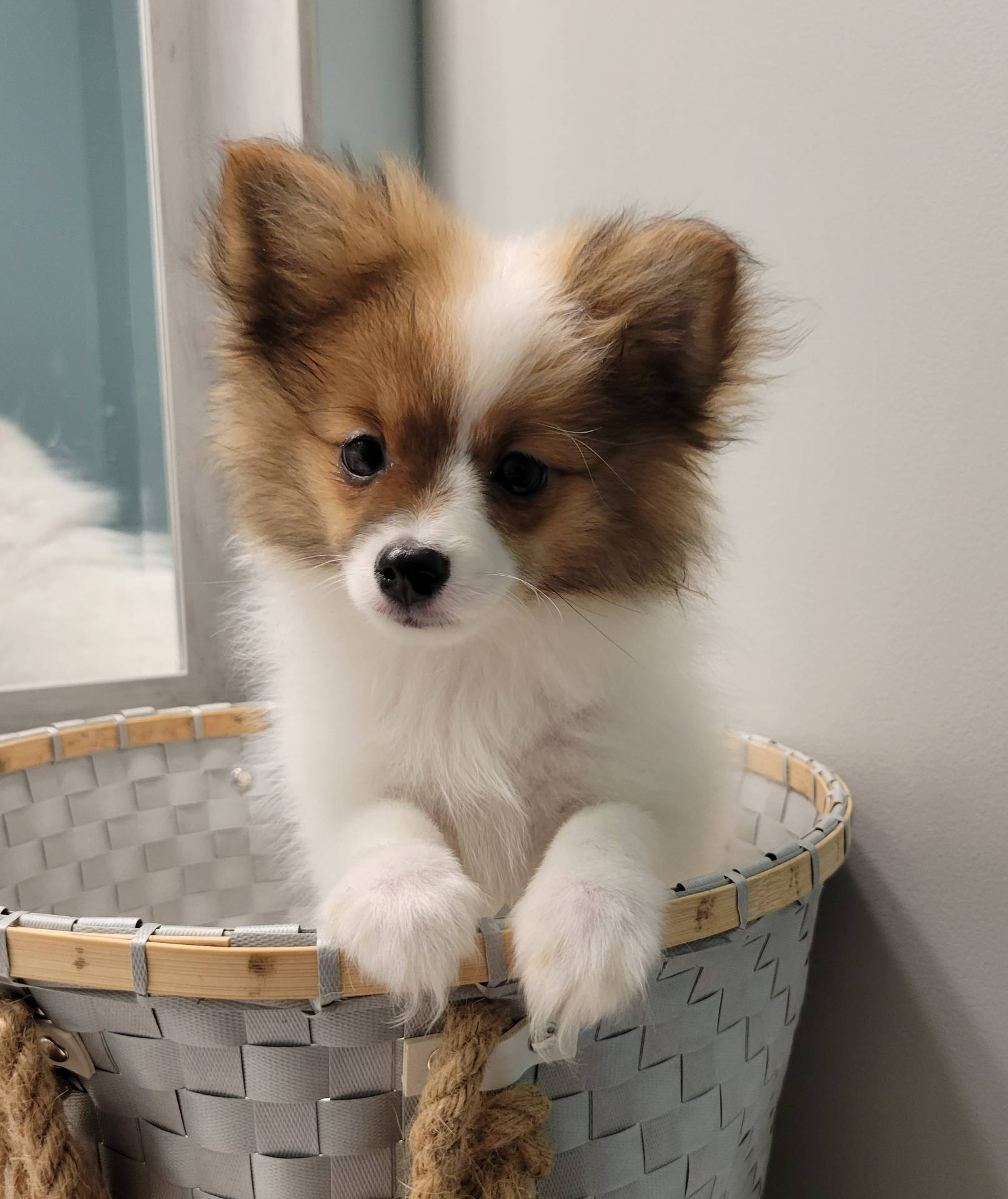 2b3c004f-f618-4c8a-8c88-94484c0a8f71/listing/86e5542a-584d-4737-9b94-116961f90401/de669eab-1b62-41e4-a2ea-55b05b8ad690