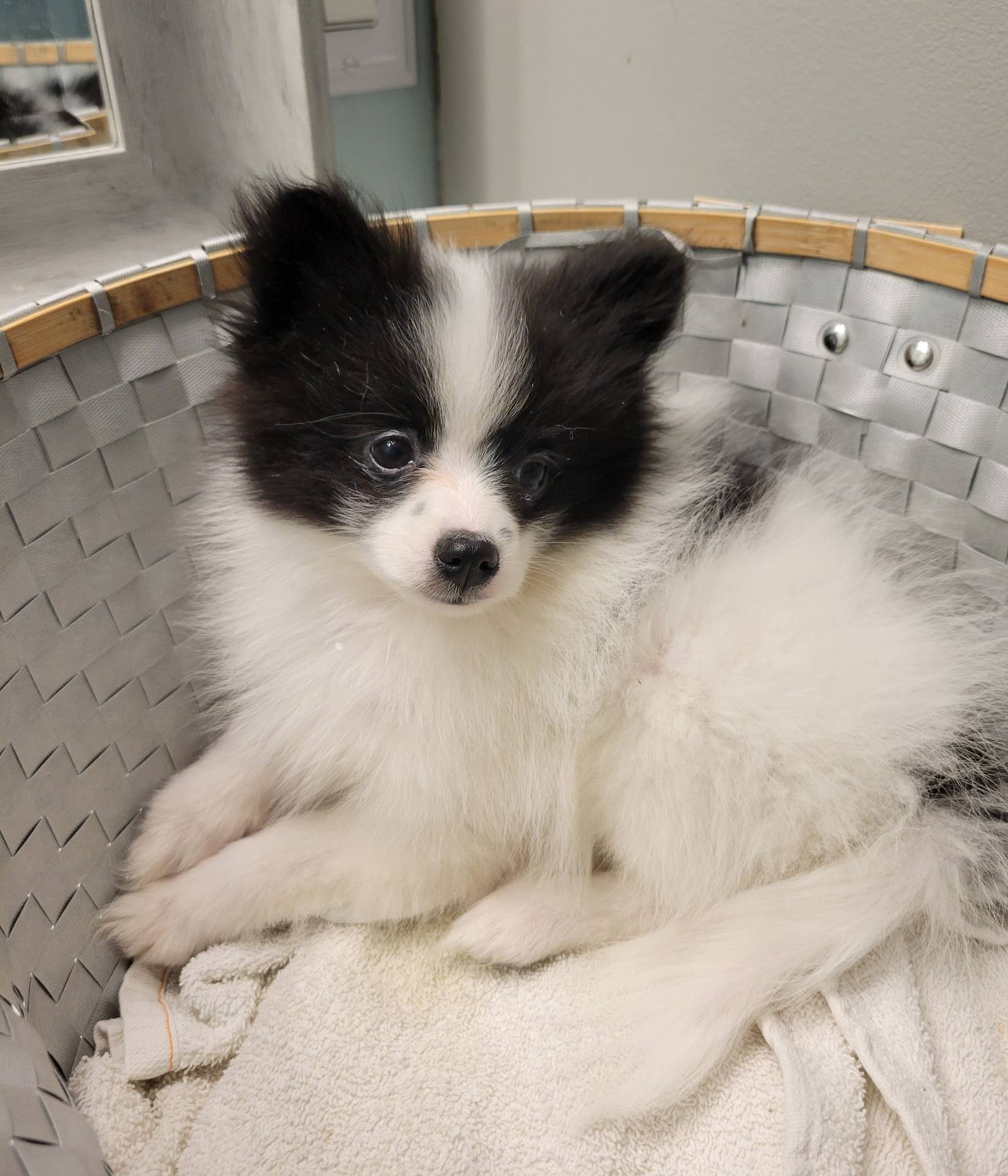 OREO-AKC MALE-$1100