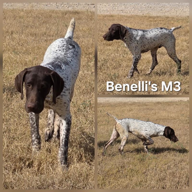 Benelli's M3