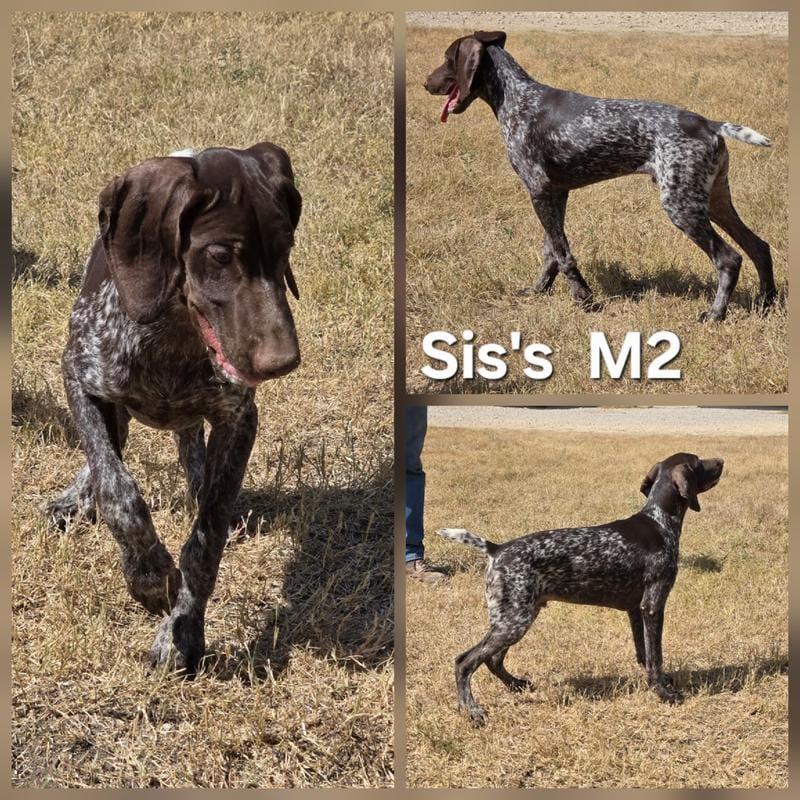 Sis's M2