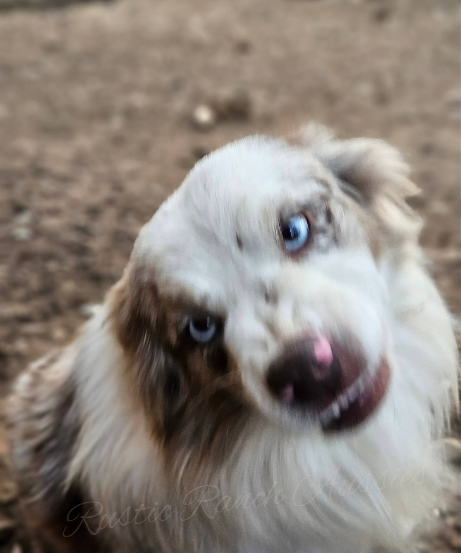 Jagger, a male Miniature Australian Shepherd for sale in Dale, TX – Photo 6 of 9