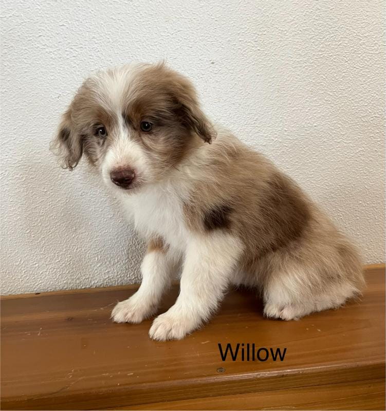 Willow