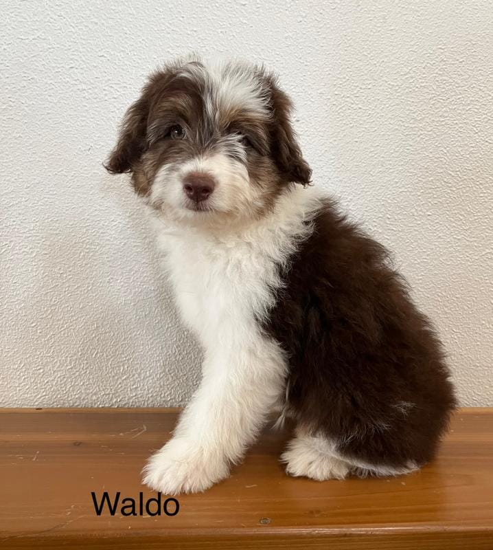 Waldo