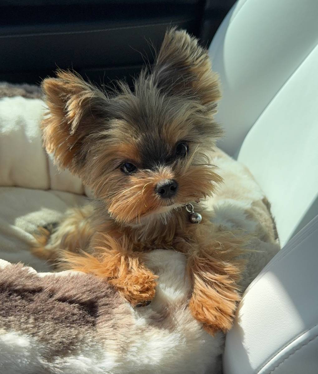 Shiloh, a male Yorkshire Terrier for sale in Elk Grove, CA – Photo 8 of 8