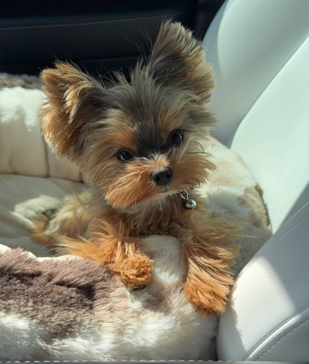 Tori, a female Yorkshire Terrier for sale in Elk Grove, CA – Photo 9 of 9