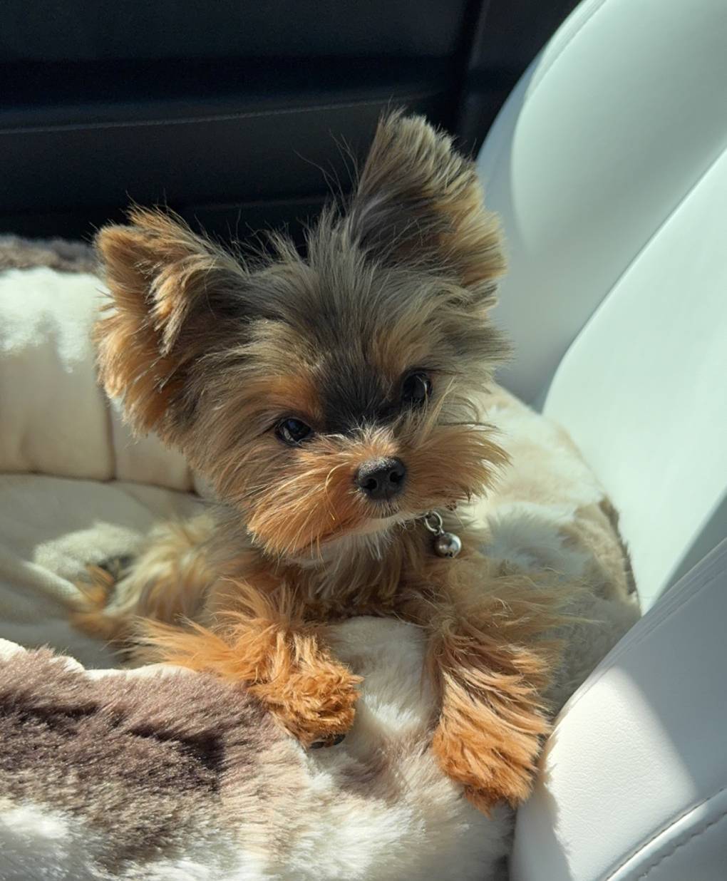 Myko, a male Yorkshire Terrier for sale in Elk Grove, CA – Photo 8 of 8