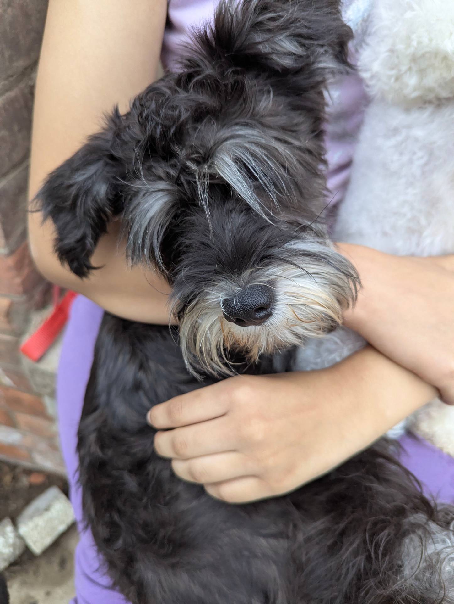 Little Debby, a female Miniature Schnauzer for sale in Southfield, MI – Photo 2 of 5