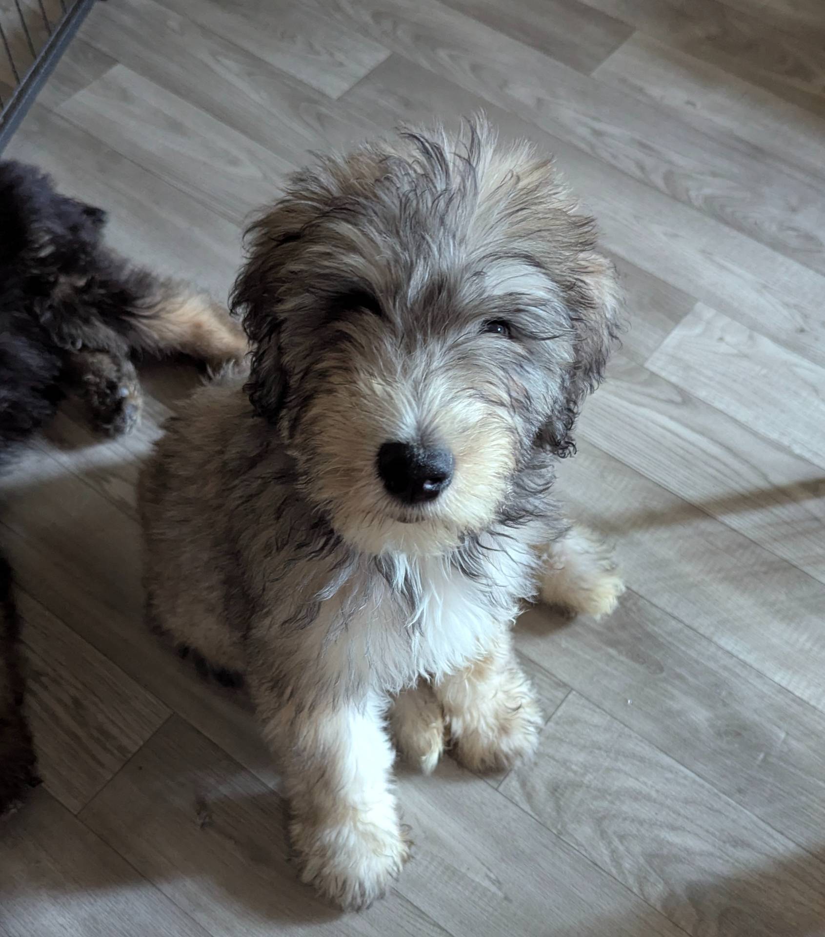BIG (Bill) SALE ENDS soon, a male Bouvier des Flandres and Poodle - Standard  for sale in Southfield, MI – Photo 2 of 6