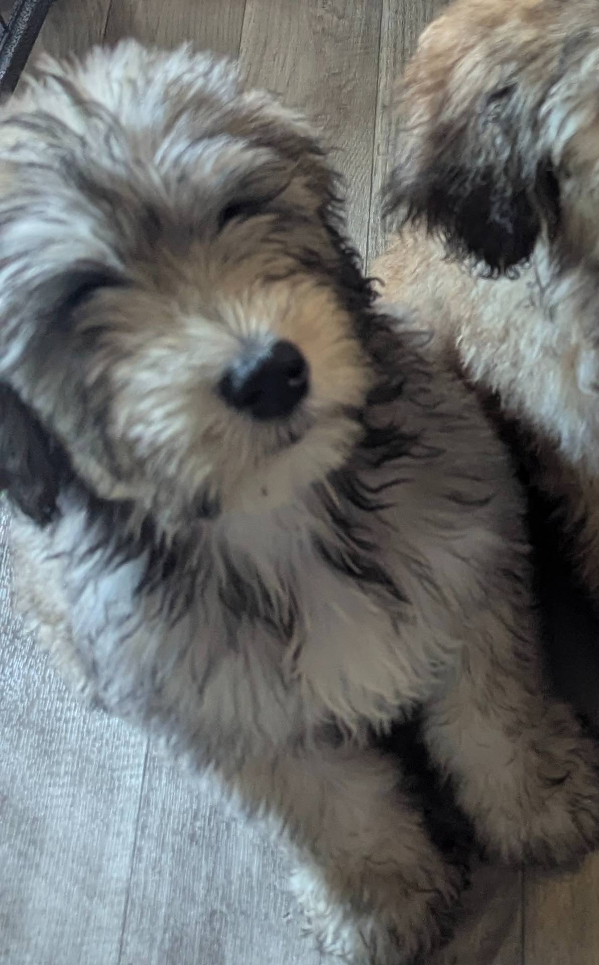 BIG (Bill) SALE ENDS soon, a male Bouvier des Flandres and Poodle - Standard  for sale in Southfield, MI – Photo 4 of 6