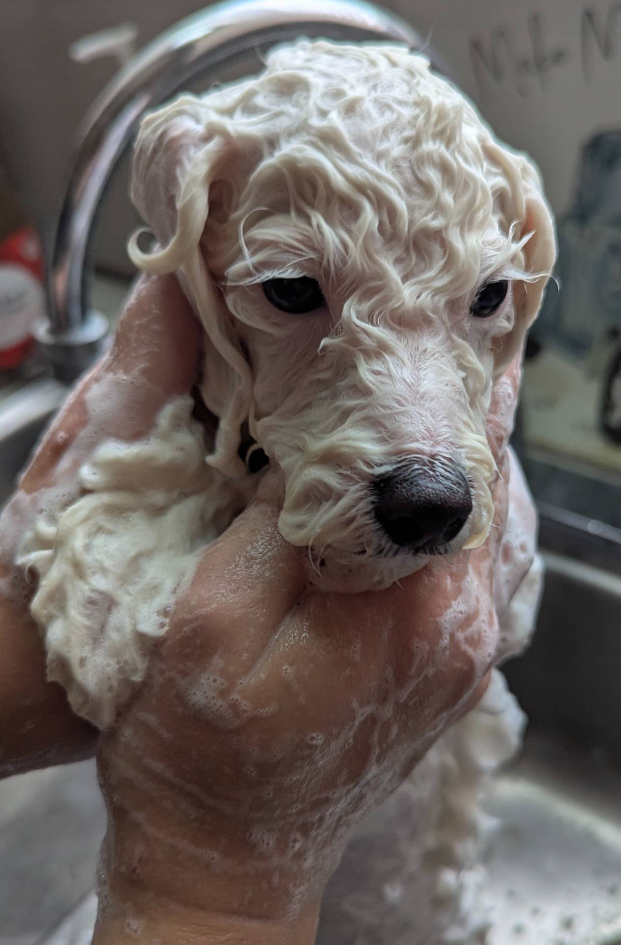 Jax, a male Poodle - Toy  for sale in Southfield, MI – Photo 4 of 5