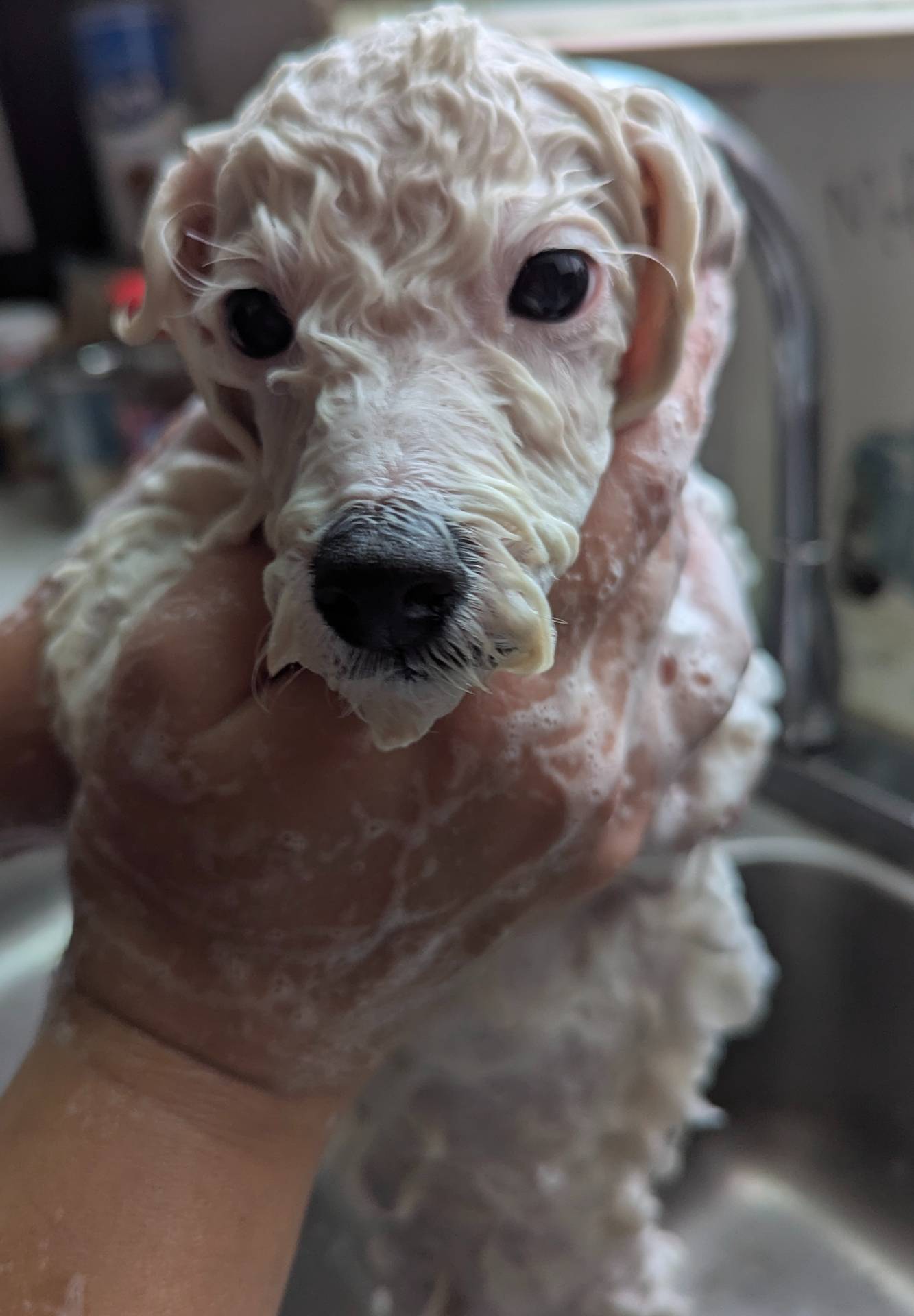 Jax, a male Poodle - Toy  for sale in Southfield, MI – Photo 2 of 5