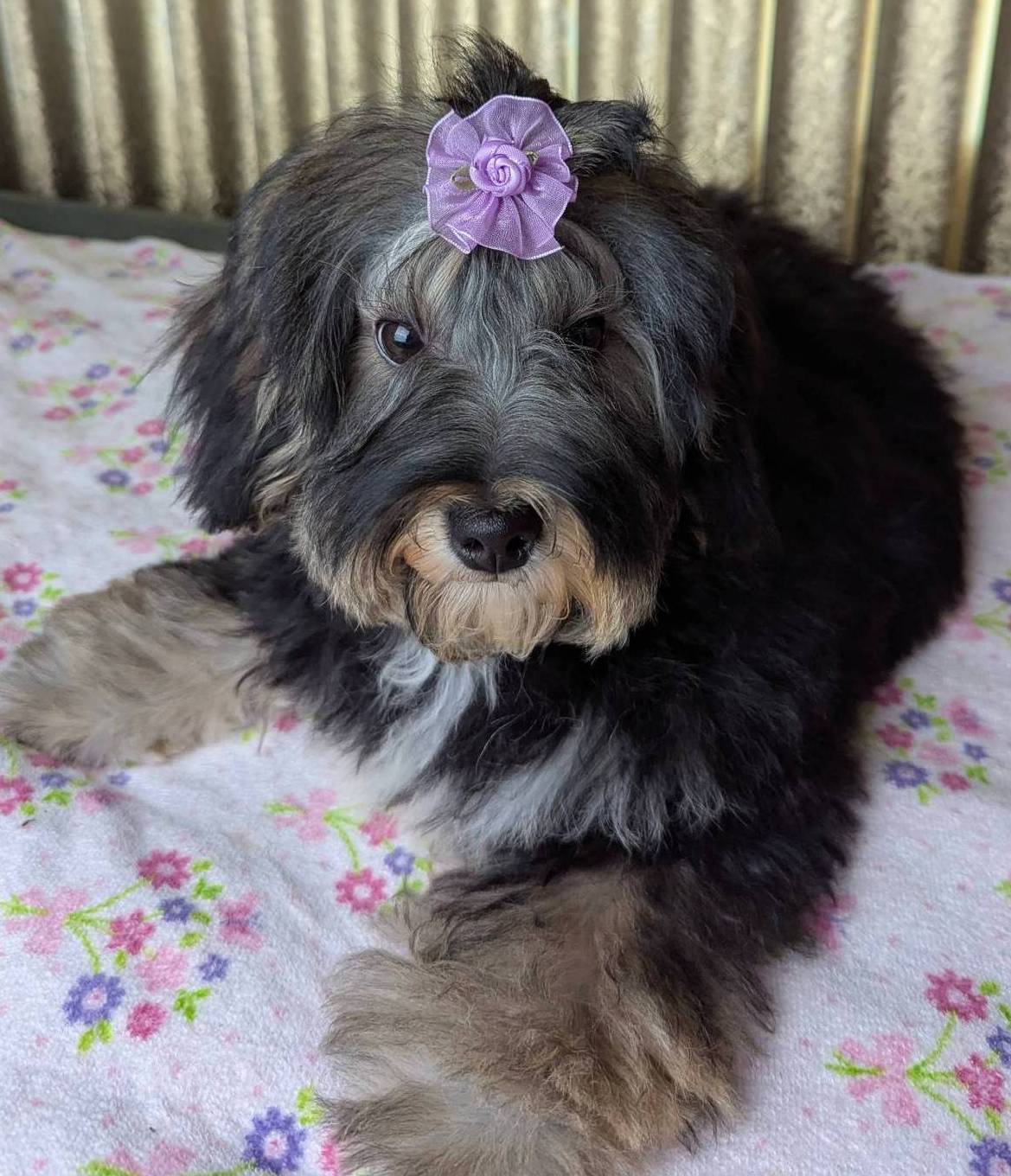 Twinkie For Thanksgiving