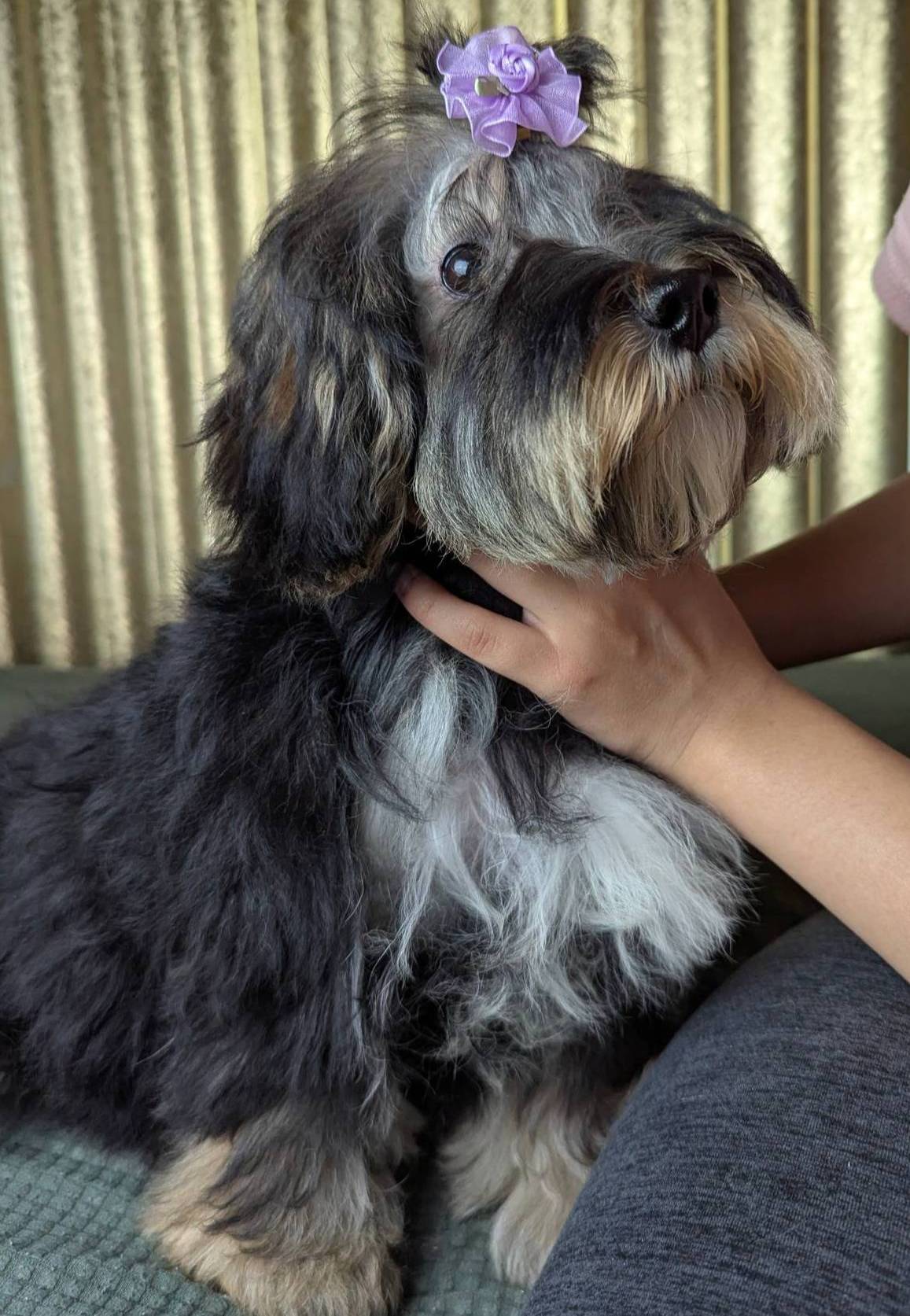 Twinkie For Thanksgiving, a female Shihpoo for sale in Southfield, MI – Photo 6 of 8