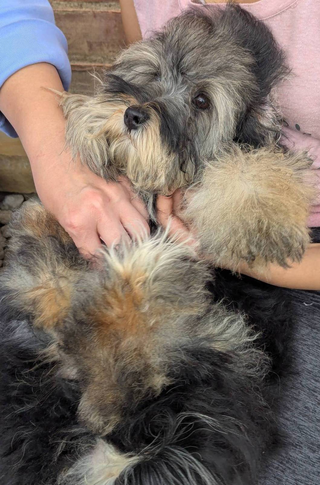 Twinkie For Thanksgiving, a female Shihpoo for sale in Southfield, MI – Photo 8 of 8