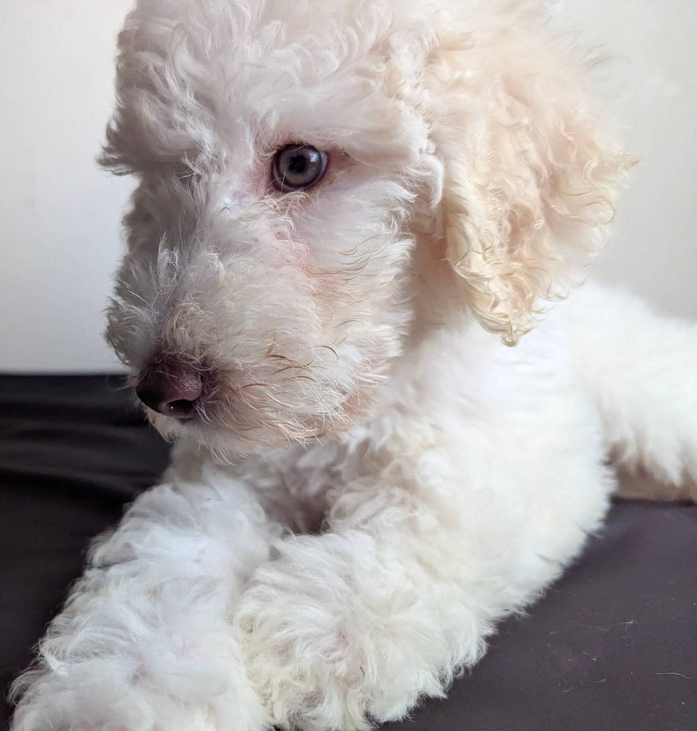 Yoda (Green eyes), a male Poodle - Standard  for sale in Southfield, MI – Photo 9 of 10