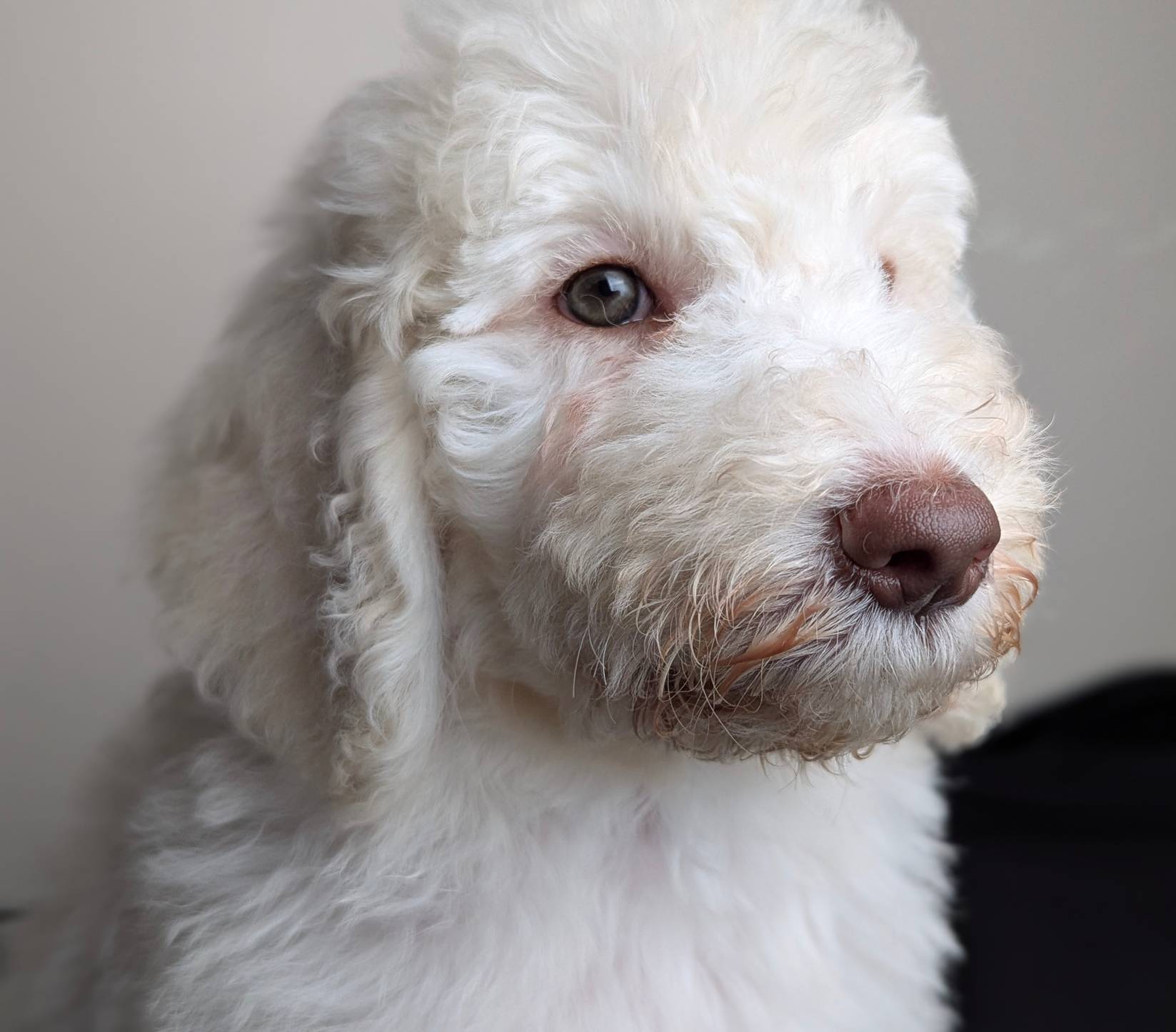 Yoda (Green eyes), a male Poodle - Standard  for sale in Southfield, MI – Photo 6 of 10