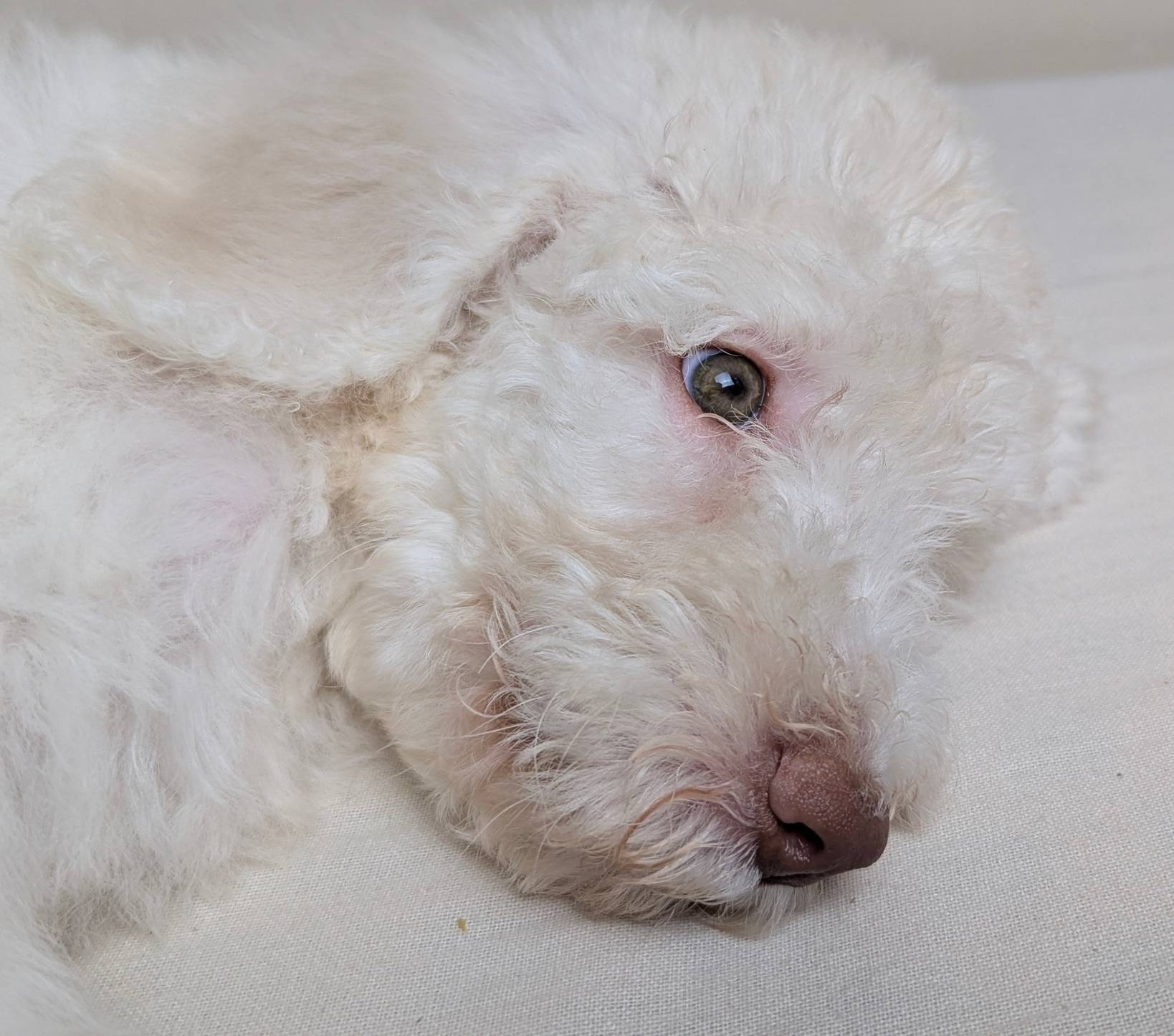 Yoda (Green eyes), a male Poodle - Standard  for sale in Southfield, MI – Photo 7 of 10