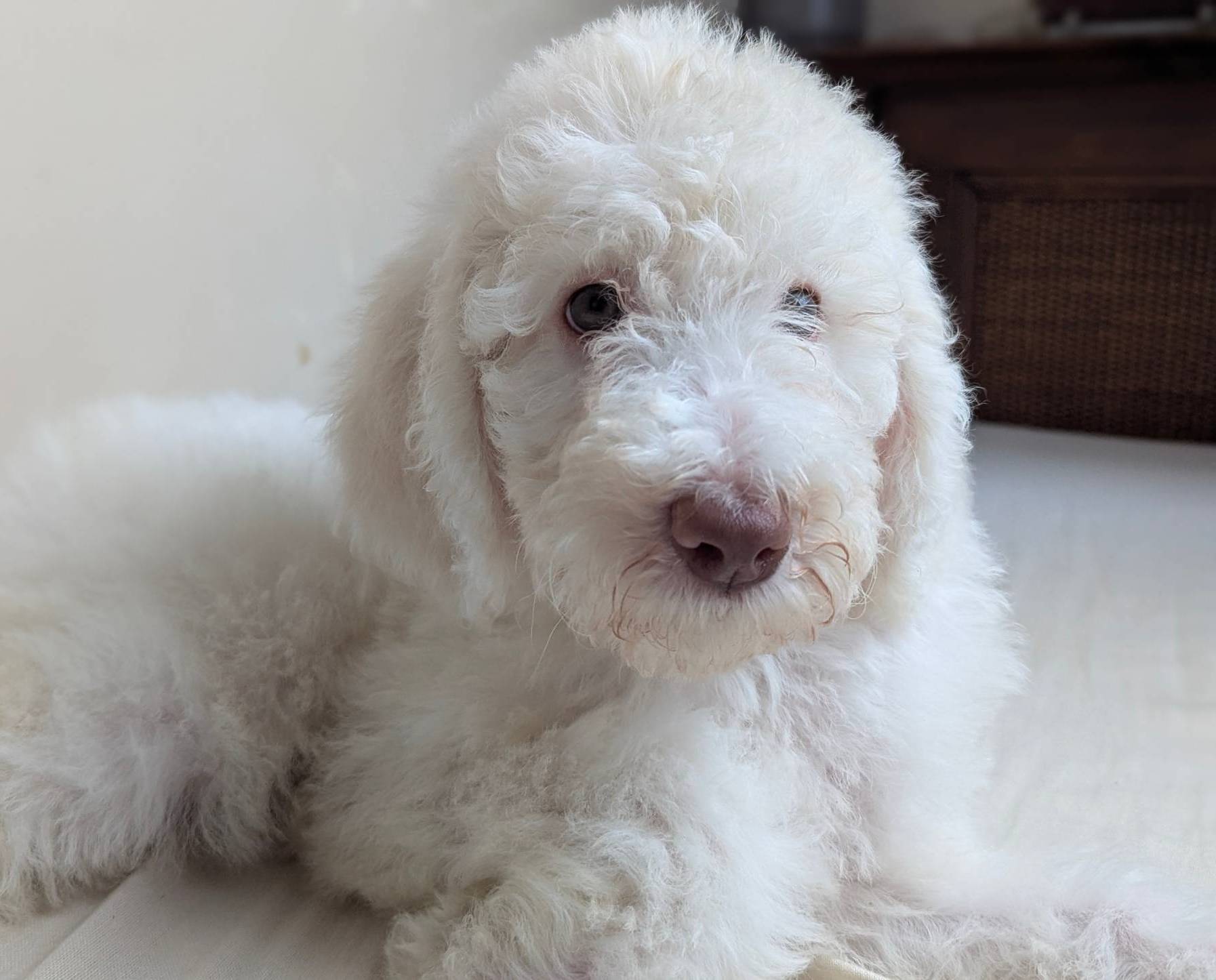 Yoda (Green eyes), a male Poodle - Standard  for sale in Southfield, MI – Photo 2 of 10