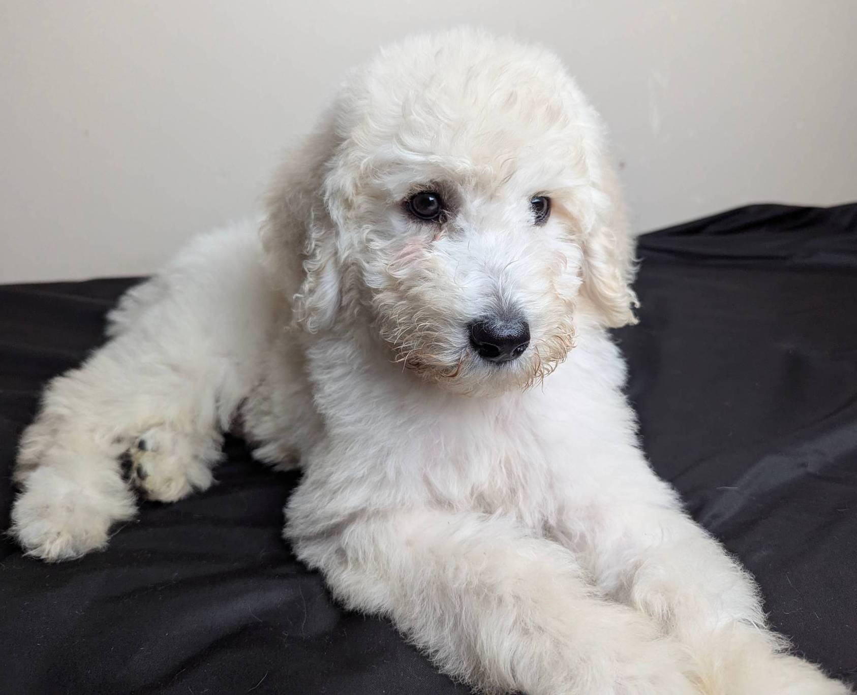 Duke, a male Poodle - Standard  for sale in Southfield, MI – Photo 6 of 8