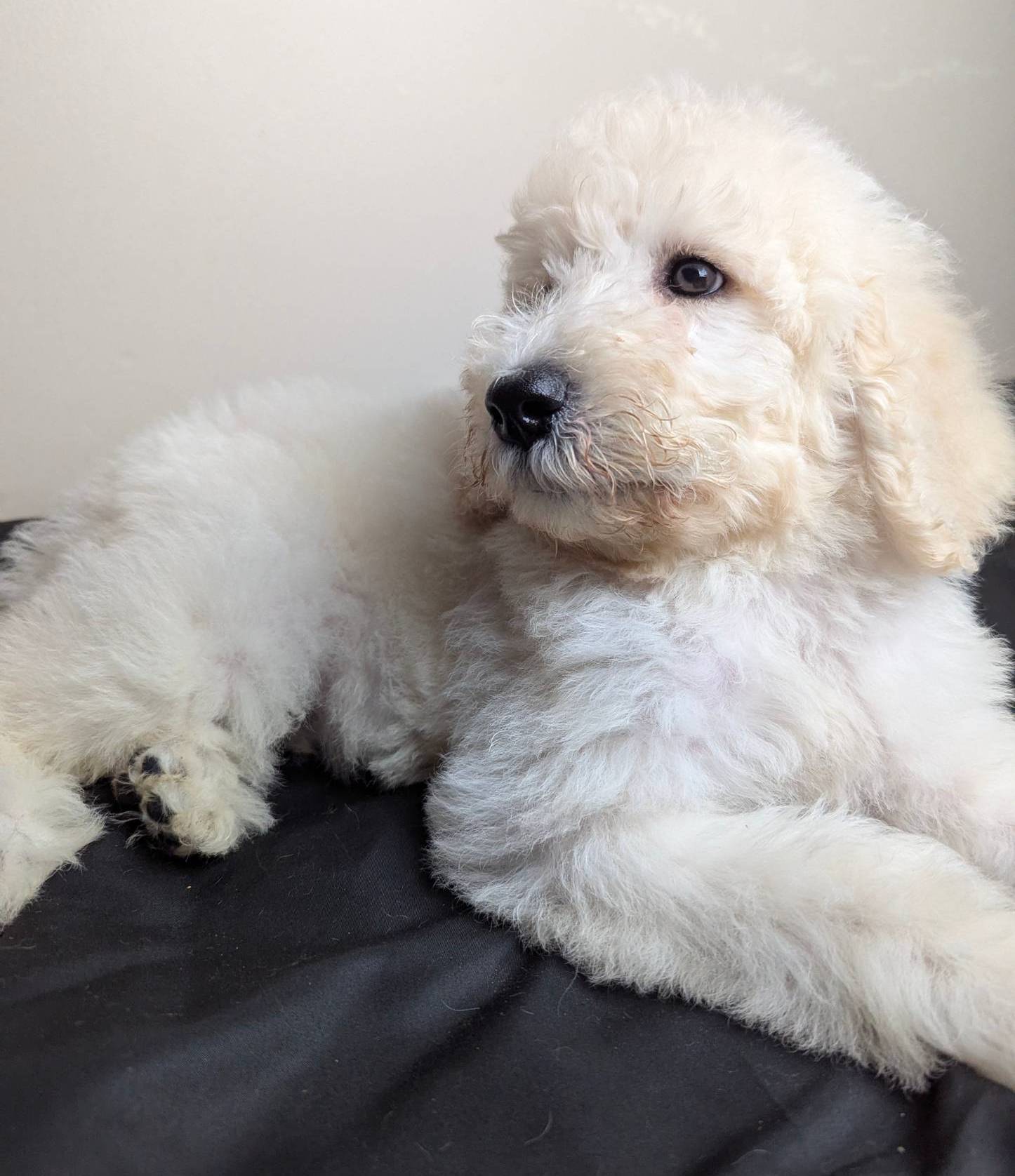 Duke, a male Poodle - Standard  for sale in Southfield, MI – Photo 7 of 8